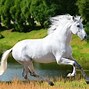 Image result for White Adalucian Horse