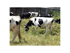 Image result for Types of Dairy Cows in Kenya