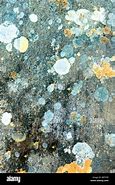 Image result for Stained Texture Background