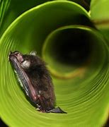 Image result for Bats Flying at Night