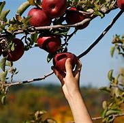 Image result for Apple Picking in America
