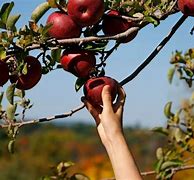Image result for Apple-Picking Booth