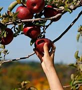 Image result for Pick Apples