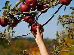 Image result for apples pick