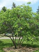 Image result for Ptelea trifoliata