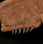 Image result for Horseshoe Crab Toy