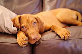 Image result for Red Dog PFP