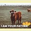 Image result for Funny Baby Cow Memes Book