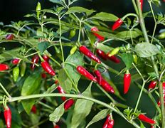 Image result for chiltepe