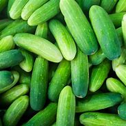 Image result for Cucumber Vine
