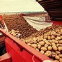 Image result for Where to Buy Russet Potatoes