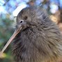 Image result for Blue Kiwi Bird