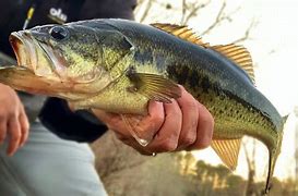 Image result for Winter Bass Fishing Lures