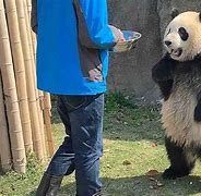 Image result for Giant Panda Body