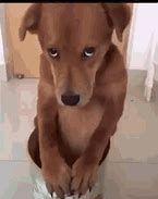 Image result for Sad Puppy Dog Eyes Meme