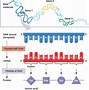 Image result for Protein Synthesis Drawing