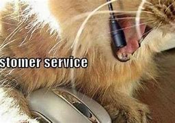 Image result for Customer Service Cat Meme