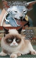 Image result for Cat Ruler Meme