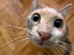 Image result for Weird Cat Wallpaper