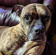 Image result for Brindle Boxer