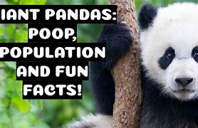 Image result for Giant Panda Poop