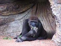 Image result for Gorilla San Diego