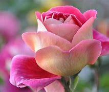 Image result for 10 Most Beautiful Flowers Wallpaper