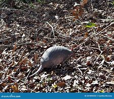 Image result for Armadillo Covering