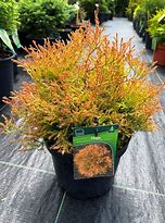 Thuja occidentalis Fire Chief 的图像结果