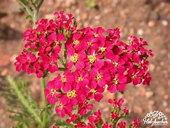 Image result for Achillea millefolium Petra