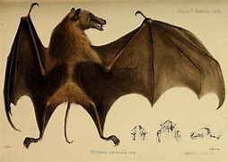 Image result for Old World Fruit Bats