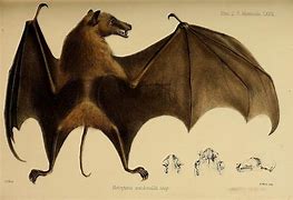 Image result for Flying Fox Bat Tail