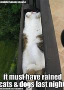 Image result for Raining Cats and Dogs Meme