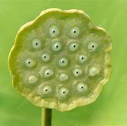 Image result for Lotus Seed Head On Skin