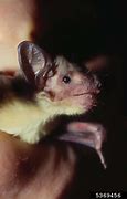 Image result for Lesser Asiatic Yellow Bat
