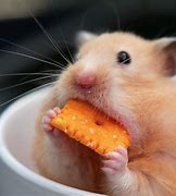 Image result for Happy Animals Eating