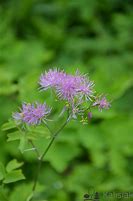 Image result for Thalictrum Nimbus Pink