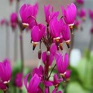 Image result for Dodecatheon pulchellum Red Wings