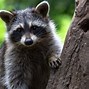 Image result for Raccoon Dog Round