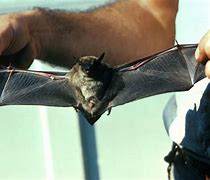Image result for Endangered Bat Species