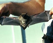 Image result for 31 Year Old Bat