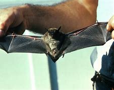Image result for Bat Wing Pin