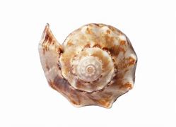 Image result for 4S Shell