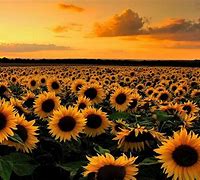 Image result for Sunflower Bing
