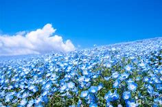 4 5 million baby blue eyes in hitachi seaside park in japan – Artofit