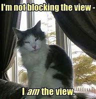 Image result for Attitude Cat Meme