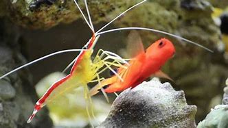 Image result for Cleaner Shrimp Freshwater