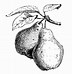 Image result for Black and White Strawberry Pear