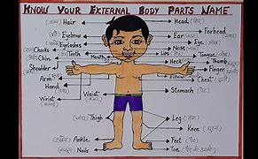 Image result for Human Body Parts Worksheets for Kids