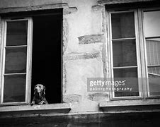 Image result for Antique Black and White Photos of Dogs